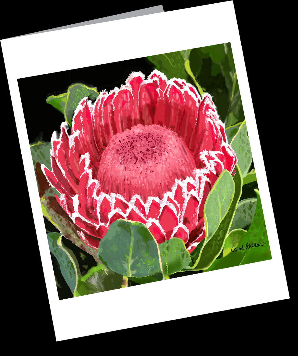 Protea 10-Card Pack (size 4.25